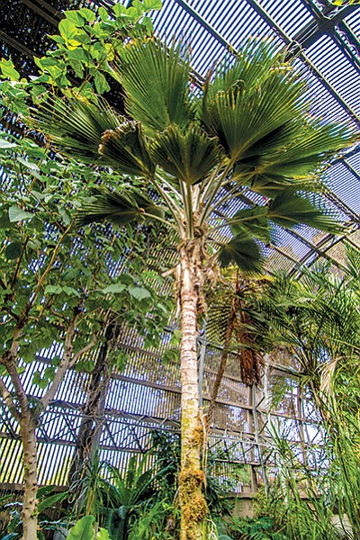 This Loulu lelo palm in the Botanical Building is one of a species almost extinct in the wild except for a three-acre patch on a small island in Hawaii.