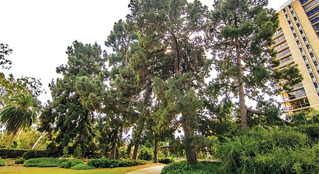 The tallest of the Canary Island pines outside of the Marston House Museum approach 120 feet. - Image by Matthew Suárez