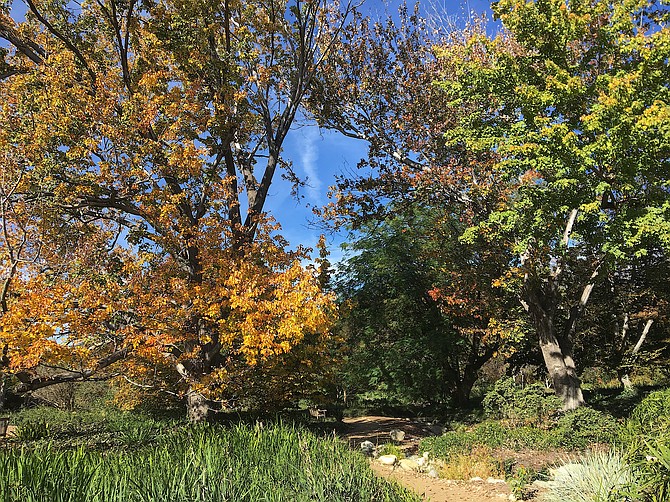 Fall colors at the Los Angeles County Arboretum, Arcardia, California, November 2017. Liquid amber (sweet gum) and ginkgo biloba, among the plants featured here.