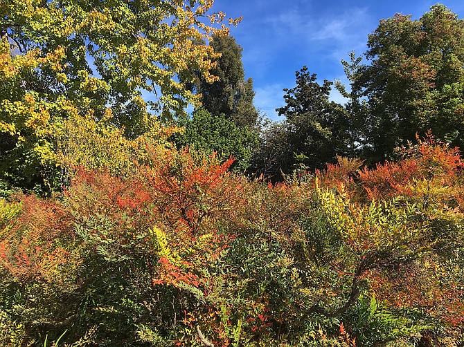 Fall colors at the Los Angeles County Arboretum, Arcardia, California, November 2017.  Heavenly bamboo and ginkgo biloba, among the plants featured here.  