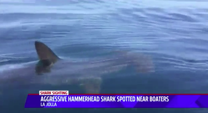 From Fox5 story on sharks and La Jolla kayakers