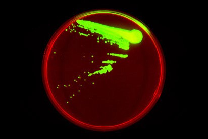 Fluorescent image of Synthorx’s semi-synthetic organism from experiments in collaboration with the Romesberg Lab at The Scripps Research Institutes. 