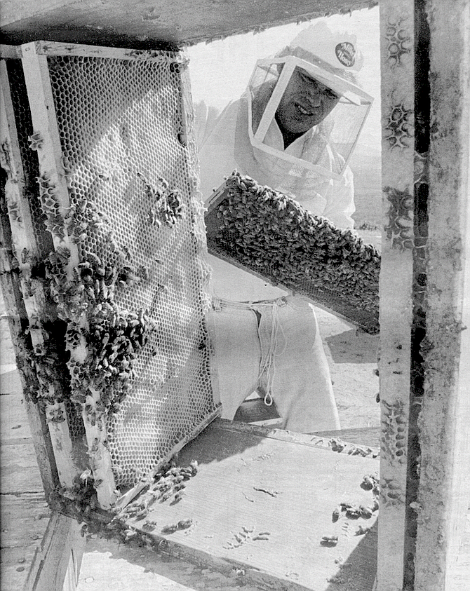Mikolich. Almond pollination in California is the biggest beekeeping event in the world.