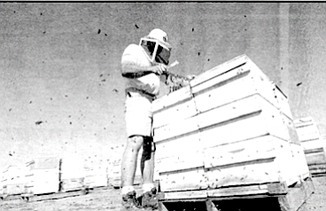 In San Diego County a hive has to be located 100 feet from a road, 600 feet from a dwelling. 