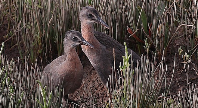 Light-footed ridgway's rail fledglings (Rallus obsoletus levipes) at Kendall-Frost Reserve