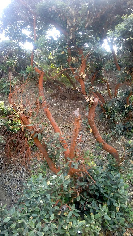 From a distance, the trees could be confused for manzanita.