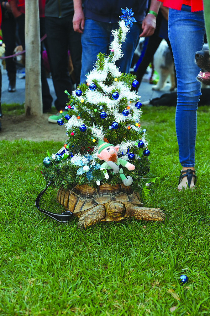 We're not sure this turtle is stoked to be dressed as a Christmas tree for the Gaslamp Holiday Pet Parade.