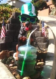 Madra Dog on St. Patrick's Day 