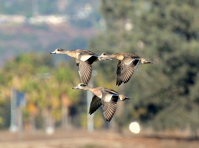 Flyby at the San Diego river trail.