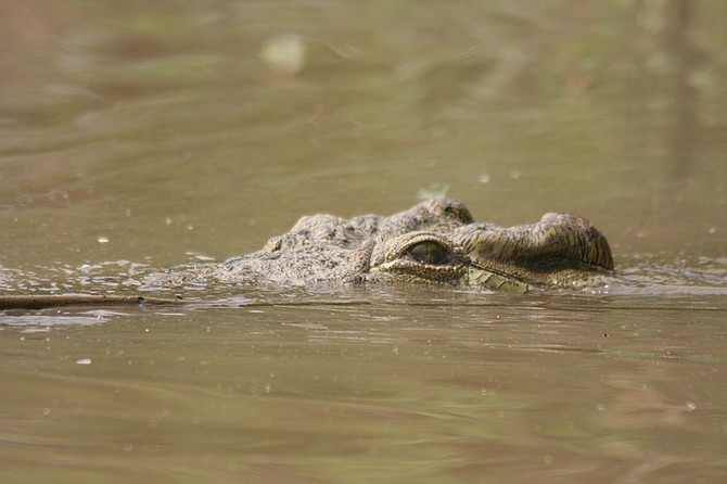A croc closely following our boat