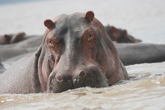 A Hippo in bluff charge