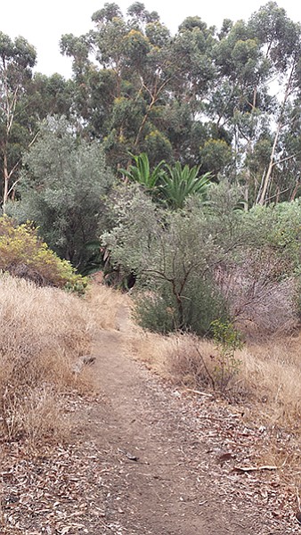 One of the smaller trails