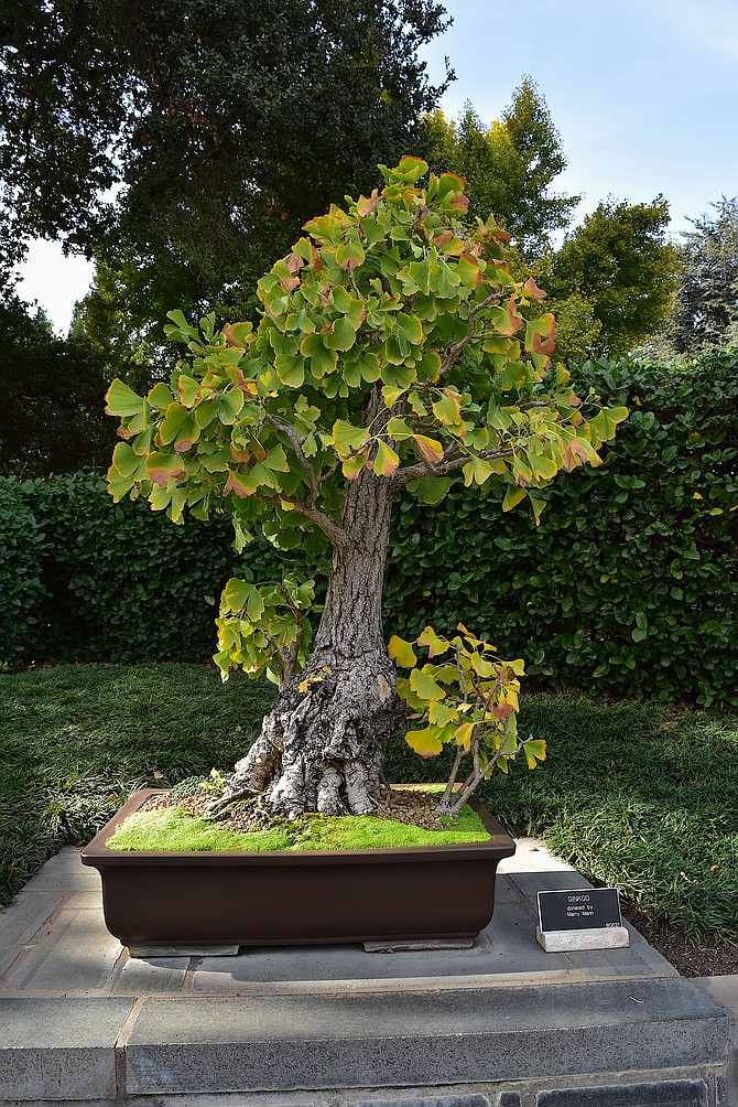 Ginkgo biloba bonsai tree at Huntington Library in San Marino, California.  November 2017