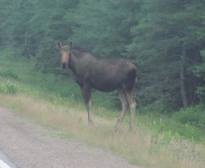 A wandering moose in Cape Bretons Highlands National Park