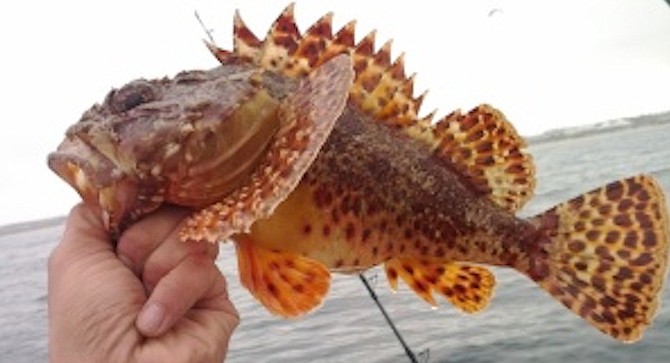 Sculpin — firmly grip them by the bottom lip.