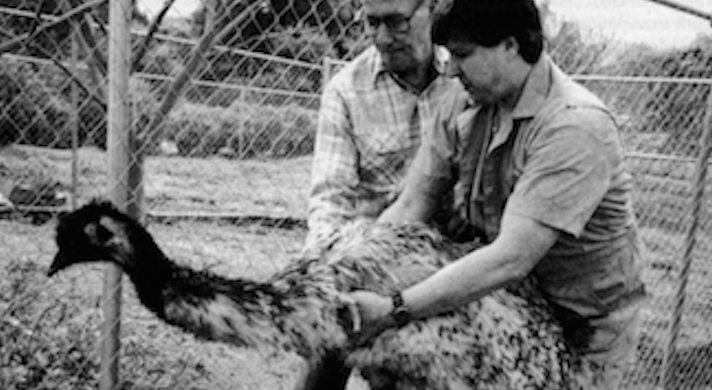 San Diego's ostrich ranchers - Vimarsana News