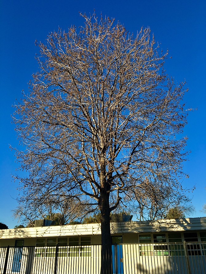 Bare sweet gum tree at Bonita Vista Middle School, Chula Visa, January 2018.  