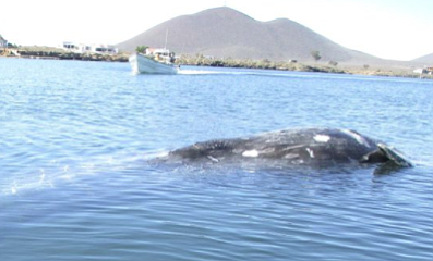 Panga nearing dead Moby Dick