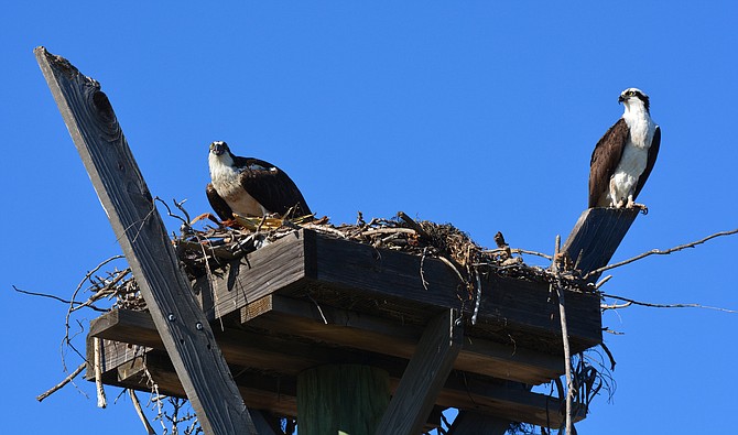 Shelter Island Osprey nesting box.