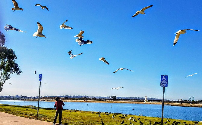 Grandson feeding the birds at Tecolote Shores, Mission Bay, San Diego.