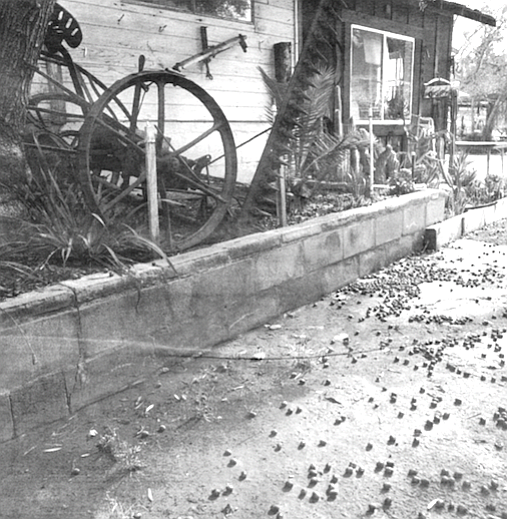 Bernardo Winery in Rancho Bernardo has been producing wines since 1889 — the oldest in San Diego.