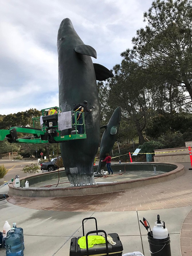 The Legacy whale statue at Birch Aquarium gets a scrubbing