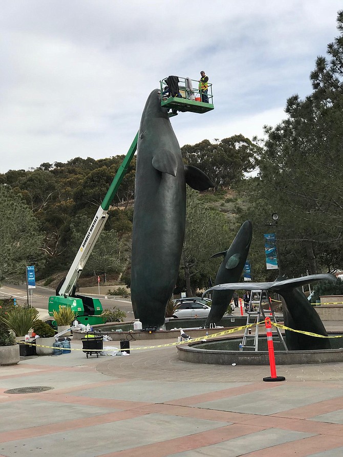 Sculpture Conservation Studio of Los Angeles recently completed maintenance of the Legacy whale statue at Birch Aquarium