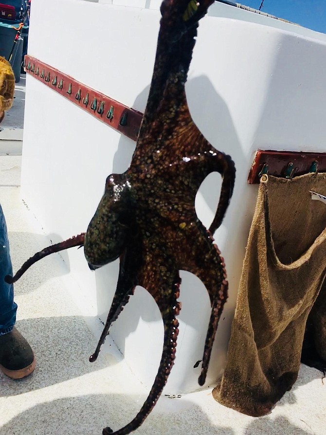 Free Game , excellent bait. Octopus along with 12 Sanddab, 7 Calico Bass (35 Released), 7 Sculpin, 15 Mackarel for 9 anglers on the half day 10 am to 3 pm at Helgren's Sportfishing