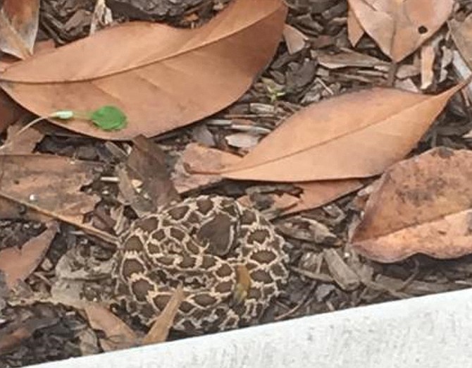 This was an early sighting as snakes usually don't make an appearance in nearby canyon neighborhoods until spring. 