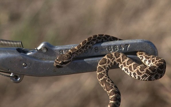 The county gets calls about snakes all year long but much less during the cold months of November through February. 