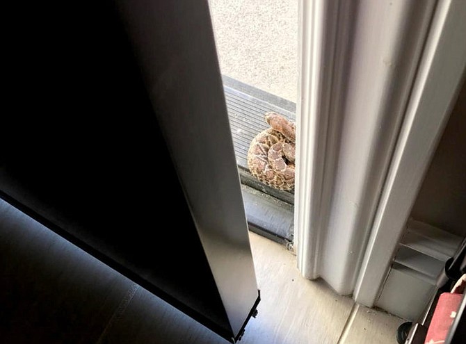 If a rattlesnake comes a knocking, keep your distance and call County Animal Services emergency line: 619-236-2341. They will send someone out 24/7 and that includes Mondays. 