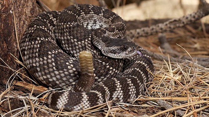 Hollingsworth identified the snake as a Western Rattlesnake or Crotalus oreganus. They are found in coastal and mountain areas of Southern California and Baja.