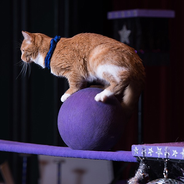 Stress-free cats perform circus tricks