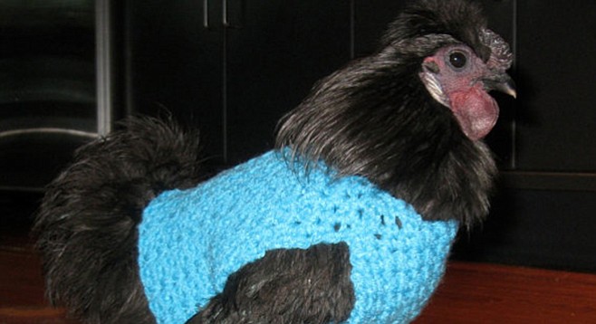 Is it a bigger waste of time to knit a sweater for a chicken or crochet socks for your cat?