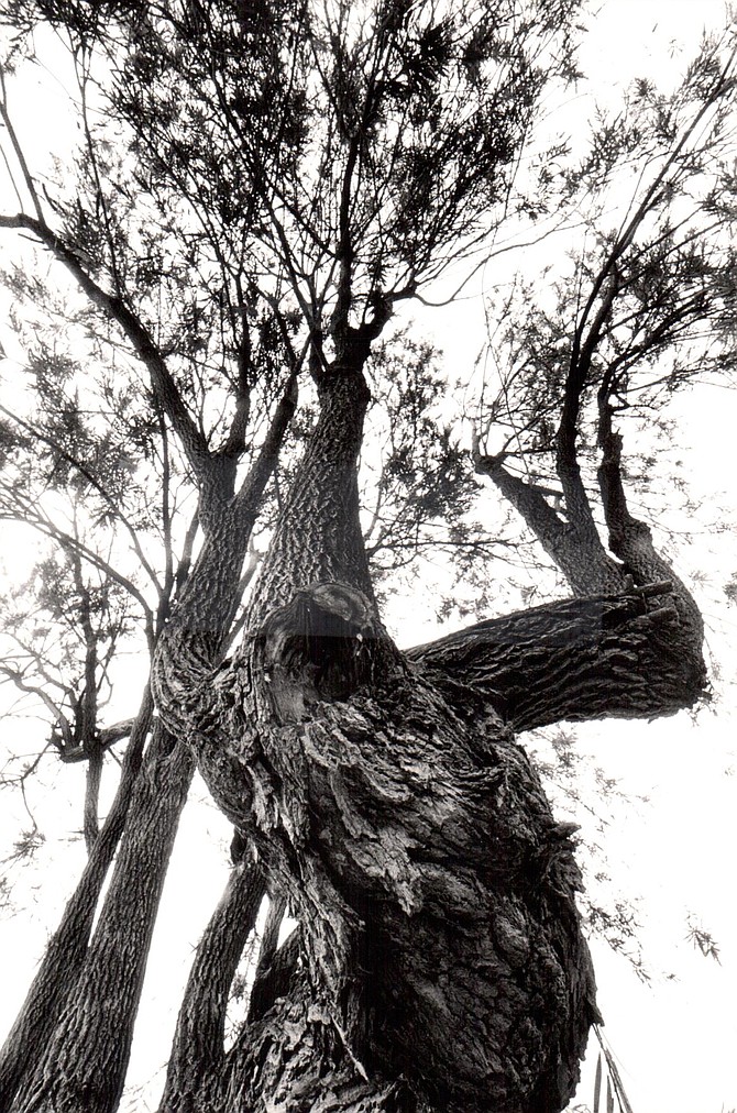 Add this to a number of dead-standing trees, others that looked as if they’d be better off dead.