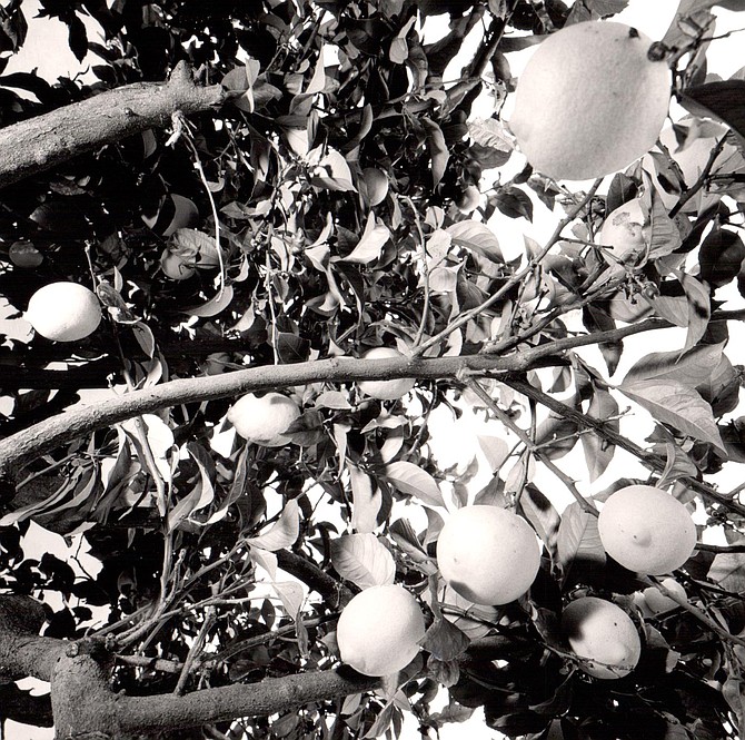 I rolled out a new roof on the shed, and I cut in a window that looks out on the lemon tree.