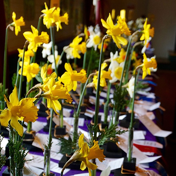 Pick the prettiest daffodil — 1000 on display in Julian
