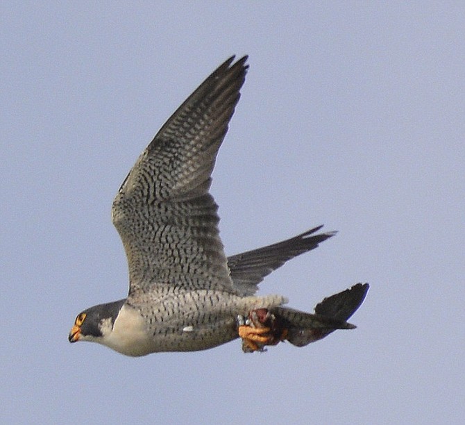 Falcon overhead at Shelter Island.
