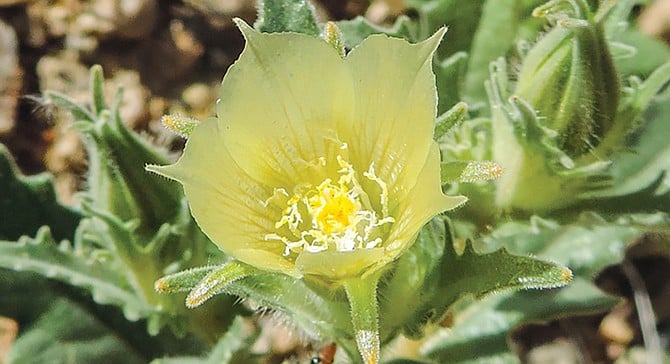 The pale yellow flowers of the sand blazing star can occasionally be found at the base of the canyon walls.