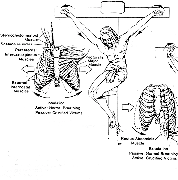 Respiration during crucifixion (left); exhalation (right)