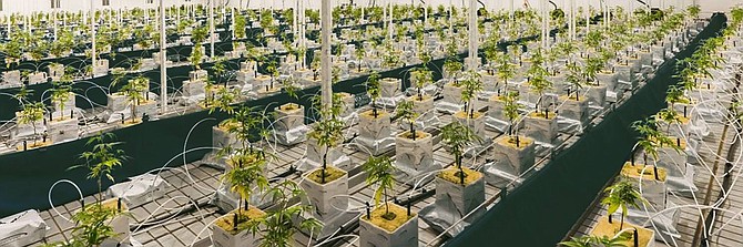 One concern heard repeatedly was about odor. One experienced grower and applicant said there are filtering systems that mitigate the odor issue.