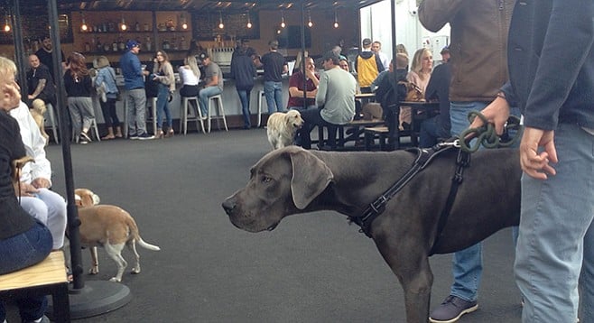 People from all walks of life walk their dogs and their selves to Quartyard's new digs