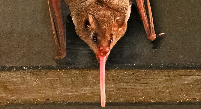 OH HAI long-tongued bat!