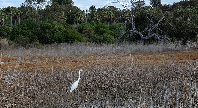 A great egret visits the wetlands of La Orilla