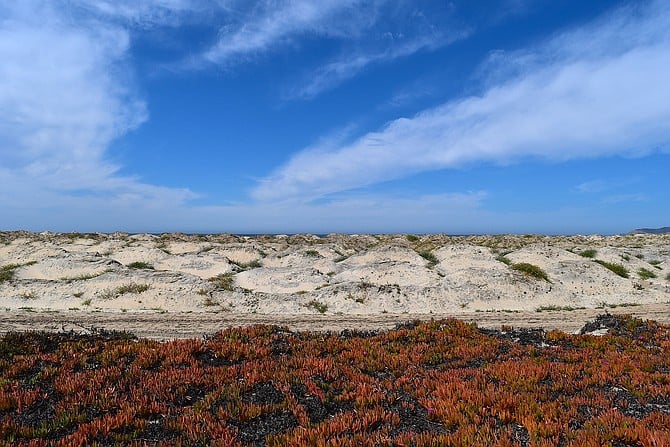 Sand dunes along Silver Strand State Beach, Coronado, CA, with colorful non-native iceplant in the foreground.  April 2018