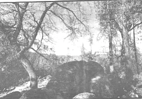 Carraso's hunting stand was an outcropping of stone in Dyche Valley, on a slope of Palomar Mountain.
