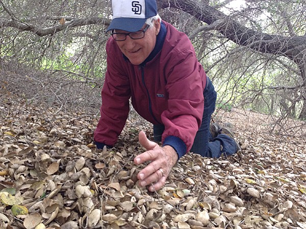 Mushroom hunter Kim Moreno scrapes gingerly at the forest floor