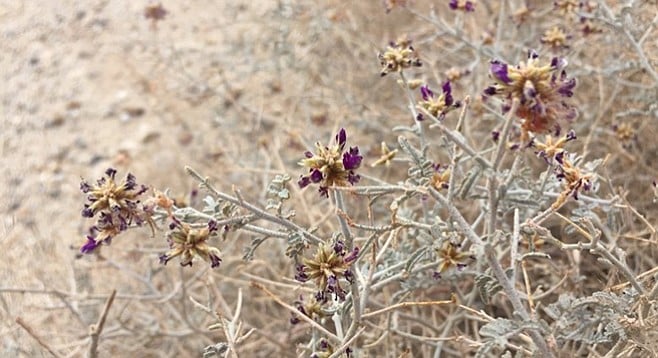 White dalea. or dyebush, has purple flowers with orange dye glands