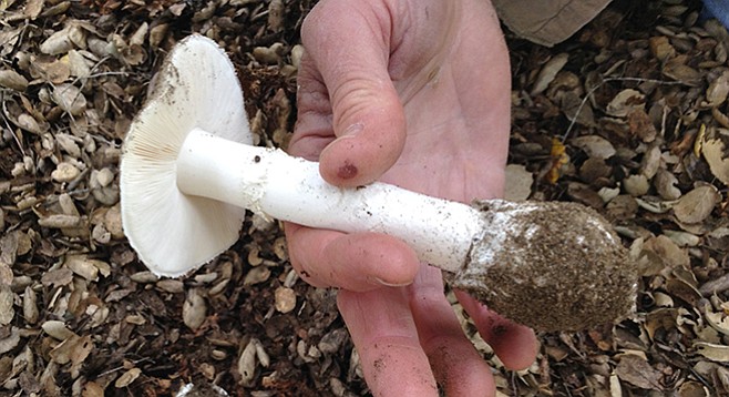 Wash your hands after this. “Destroying Angel’s” stalk, volva