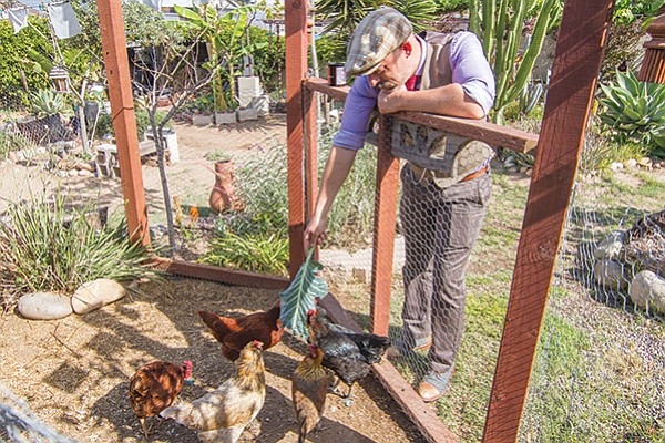 Gielow spends his afternoons and weekends tending his chickens.